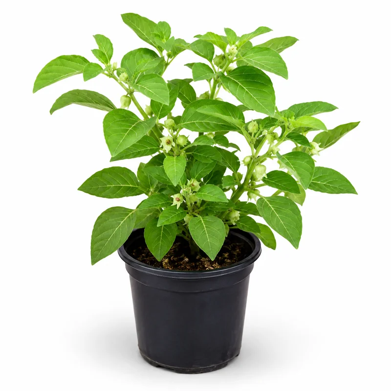 Ashwagandha