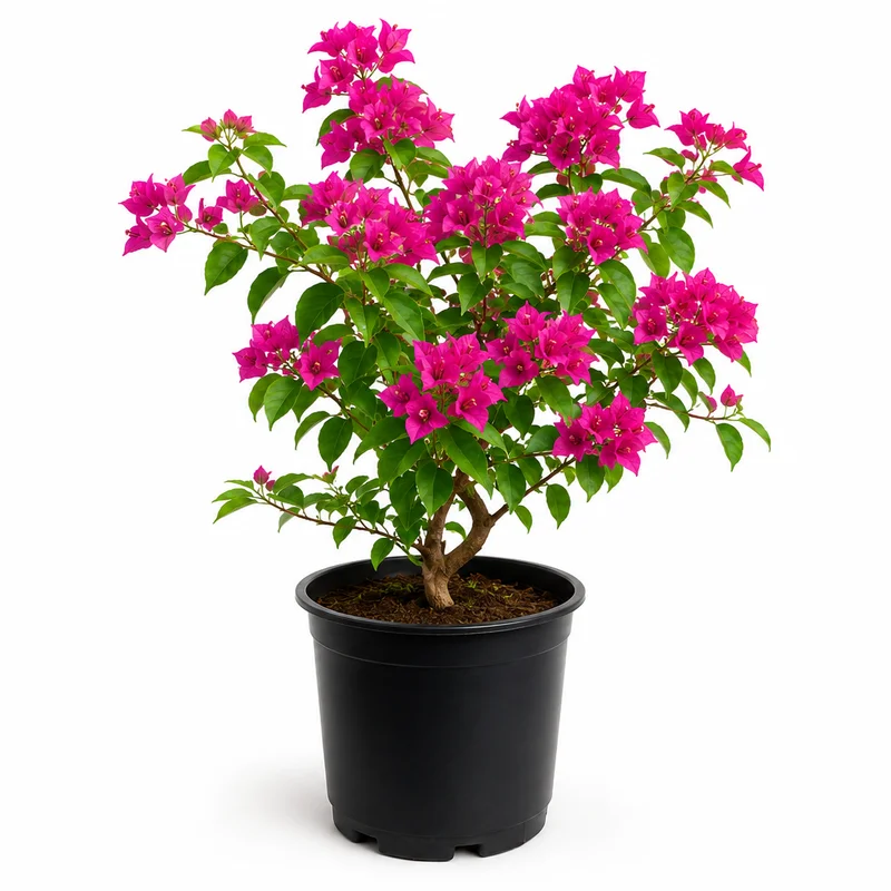 Bougainvillea