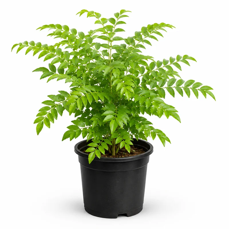 Curry Leaf