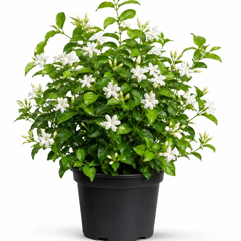 Jasmine