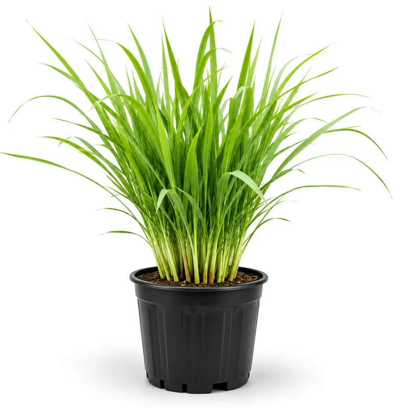 Lemongrass