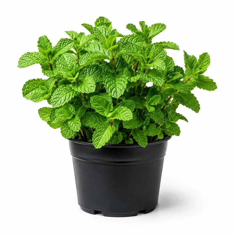 Mint