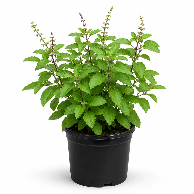 Tulsi